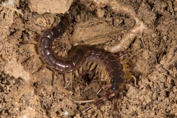 Media type: image; Invertebrate Zoology 144240